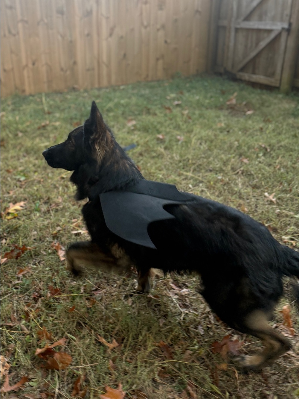Dog XL Bat Wings Halloween Costume - Picture 5 of 5